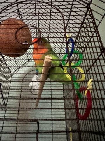 Love Bird Needs Love