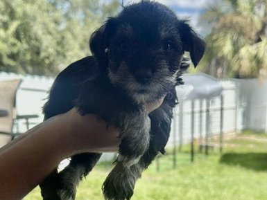 Standard Schnauzer – Schnauzer – Lehigh Acres