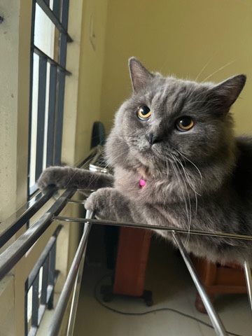 Persian (Traditional) – Persian cat