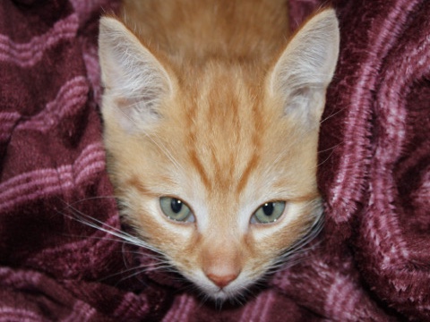 Munchkin – cat hudini – Slough