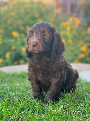 Golden Retriever – Goldendoodles F1b