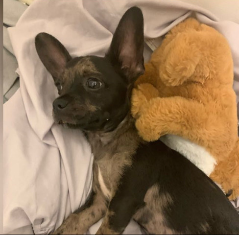 Chihuahua – selling dog