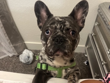 French Bulldog – marble Frenchie – Henderson
