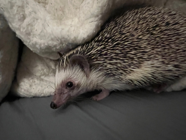 hedgehog – baby hedgehog