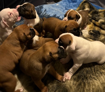 Boxer – AKC Boxer Puppies