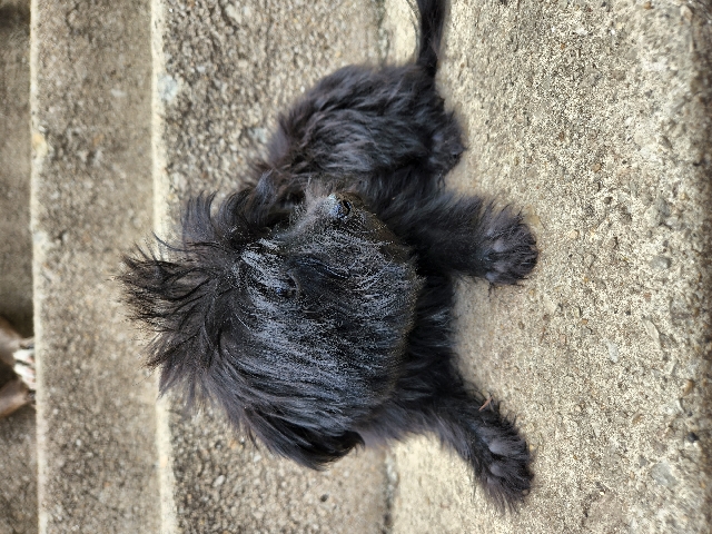 Yorkshire Terrier – Yorkiepoo's for sale.