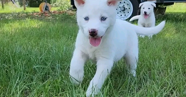 Siberian Husky – Carla Siberian husky puppy