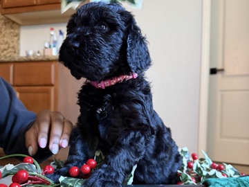 Barbet – Barbet Puppies for sale – Castro Valley