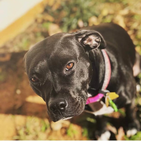 Labrador Retriever – Lab mixed