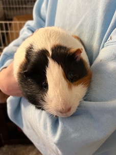Any – Guinea Pig