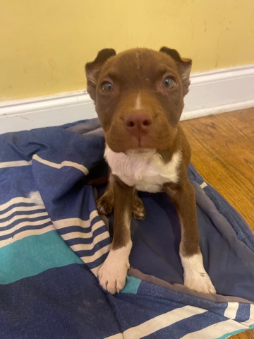 American Pit Bull Terrier – Dog for sell. contact information ***