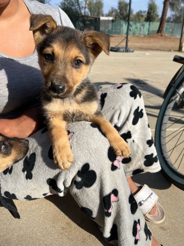 German shepherd mix puppies