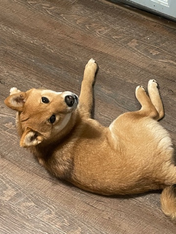Shiba Inu – Shiba Inu (Pure Bred) needs new home 🥺