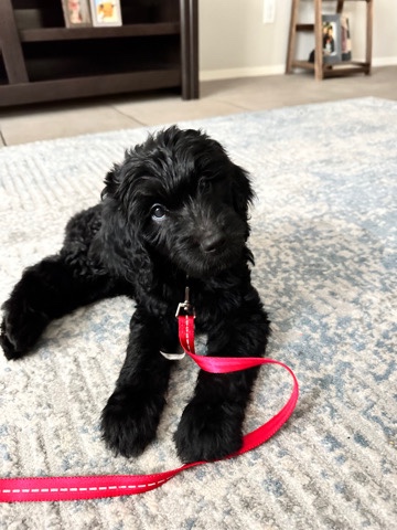 golden doodle puppy 9 weeks