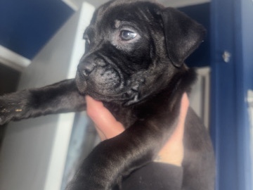 Labrador Retriever – cali – Silver Springs