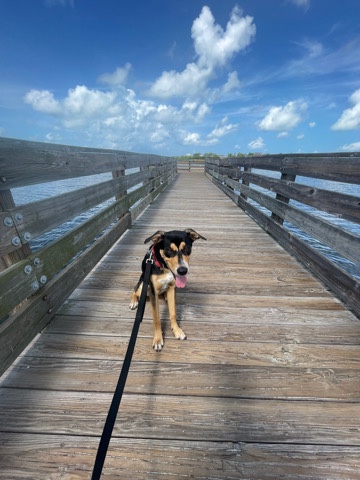 German Shepherd – Shepard/pitsky Mix