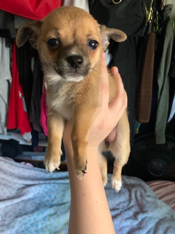 Chihuahua – Chihuahua puppies