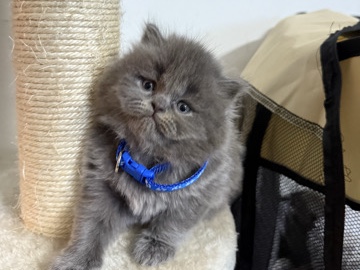 British Longhair - britisch kurz Haar kitten  available for adoption in Butzbach