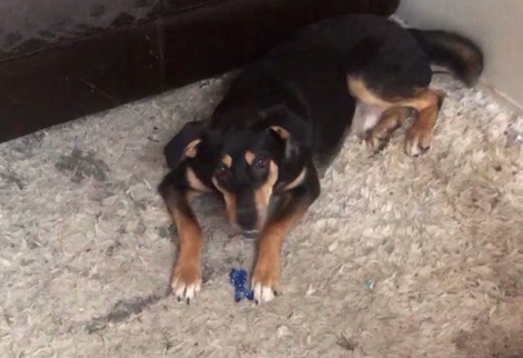 Rottweiler – needs a home by Wednesday the 17 asap