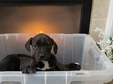 American Pit Bull Terrier – pit bulls (puppys) 3 boys left