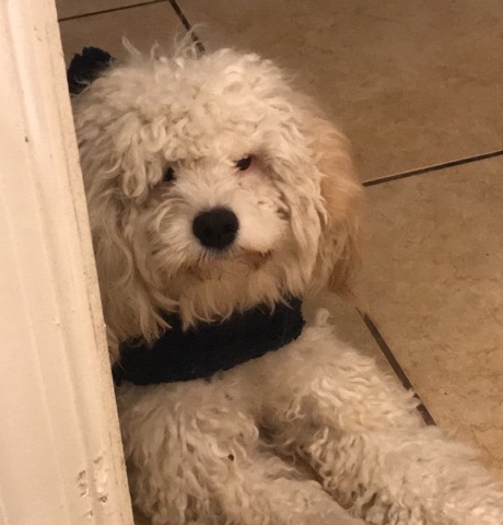 need a loving home