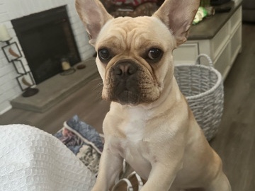 French Bulldog – Trained Frenchie – Clearwater