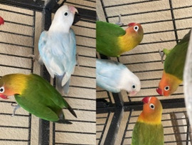 Love Birds - Needing new Homes - 25$ Each