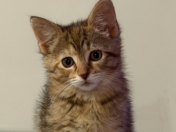 American Shorthair – Sweet American Shorthair Kitten – 4 Months Old – Glenarden