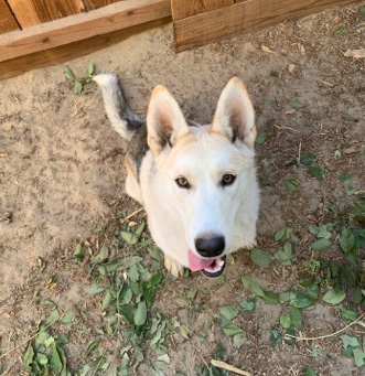Siberian Husky – Husky -Harley