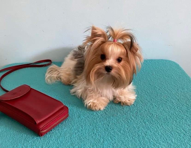 Yorkshire Terrier – Exotic Yorki Parti