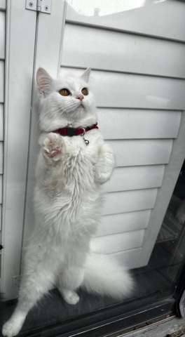 Persian (Modern) – 2Perisan Mix kittens