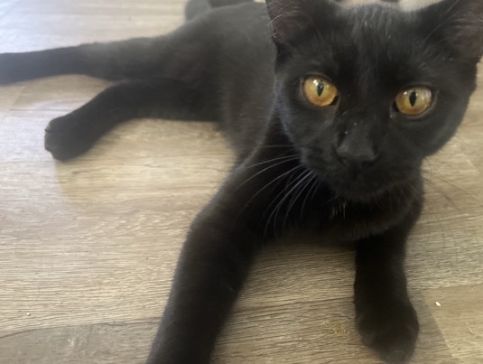Raven – DeLand