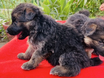 German Shepherd – German Shepherd (Double Coat) – Ludhiana