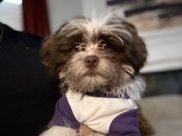 Shih Poo – puppy – Crossroads
