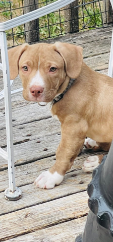 3 month old male chiwennie/Pit