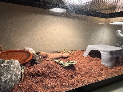 Leopard Tortoise Juvenile – Fresno