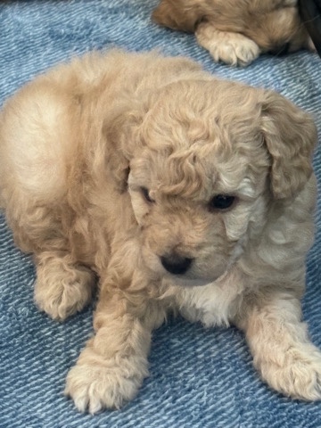 Poodle – re home puppies