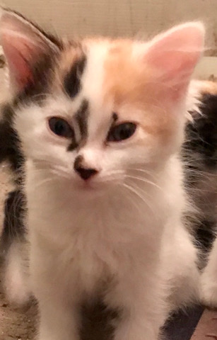 kittens for sale