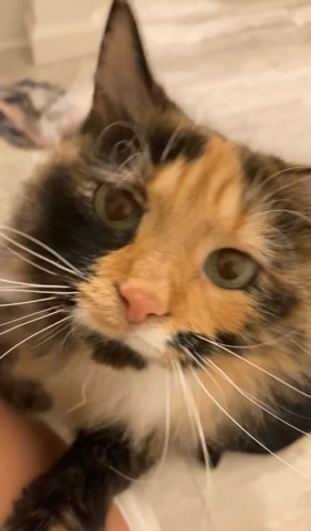 British Longhair – Luna