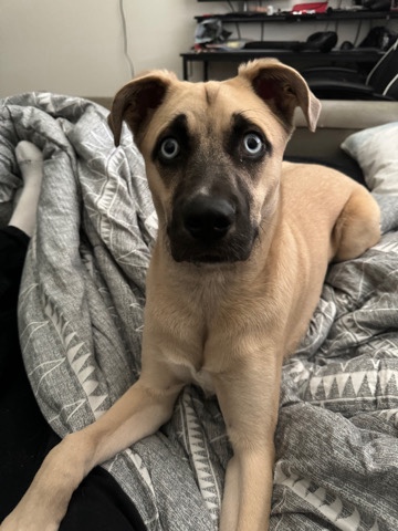 Australian Shepherd – Aussie mixed pitbull terrier
