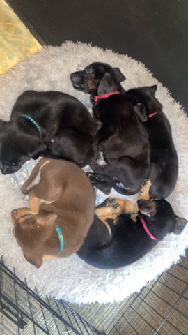 German Shepherd – German Shepherd puppies