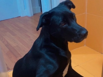 Labrador Retriever – Doy en adopción a Perrita – Bilbao