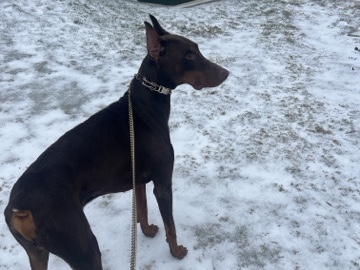 Doberman Pinscher – Dobermans – Austin