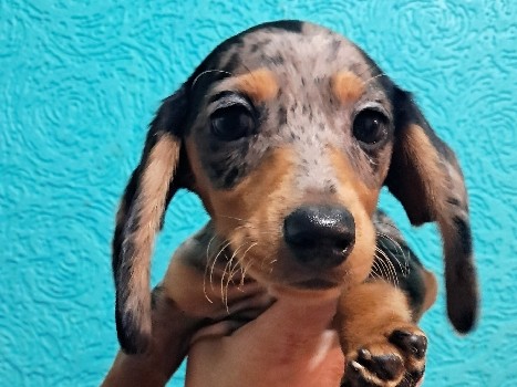Dachshund – "Blue" AKC Male Silver Dapple – Vernon
