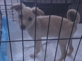 Chihuahua – Chihuahua mix – Surprise