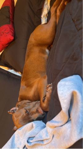 American Pit Bull Terrier – Selling my dog