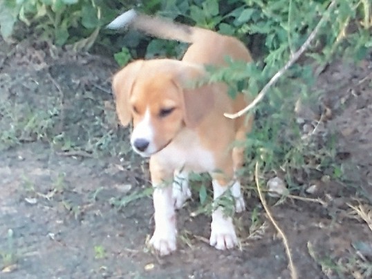Catahoula Cur – Catahoula Puppies – Osage