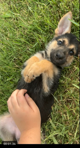 German Shepherd – Hey y’all! we’re selling 11 week old pure bred Ger