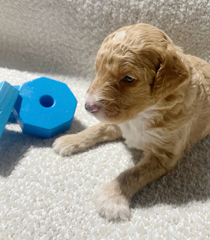 Goldendoodles (Orange,Ca)
