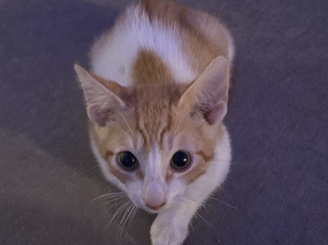 American Shorthair – Adorable American Shorthair Kitten – 3 Months Old – Smyrna